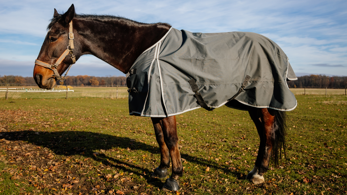 Clean Horse Blankets