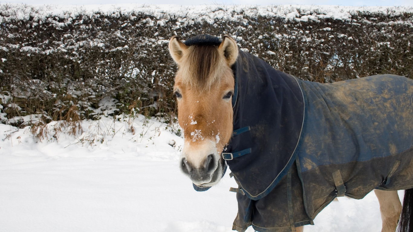 Cold Weather Horse Blankets